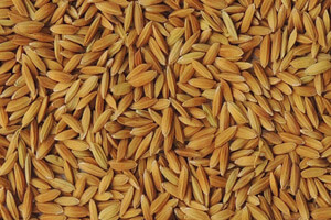 How to disinfect rice seeds