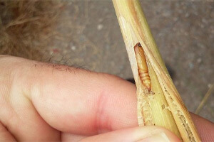 What is a stem borer